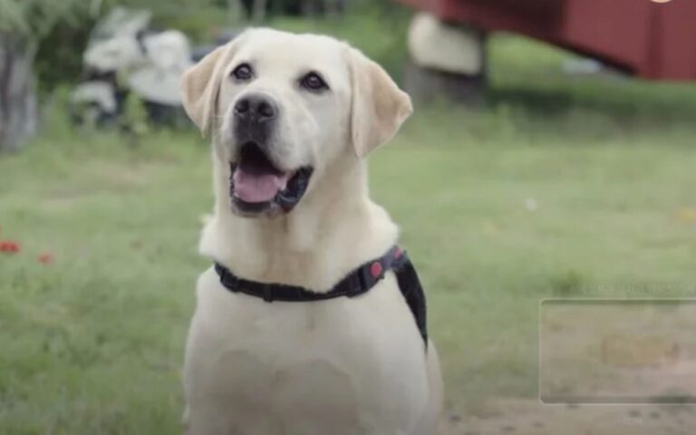 A cadela sabichona (Dog Knows Everything) 9 A cadela sabichona 1